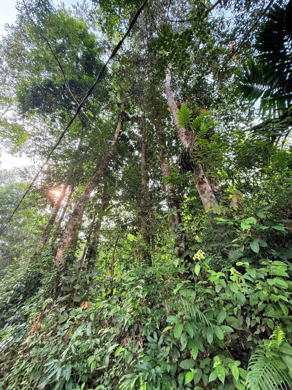 Sinharaja Vini Villa Deniyaya Exterior foto